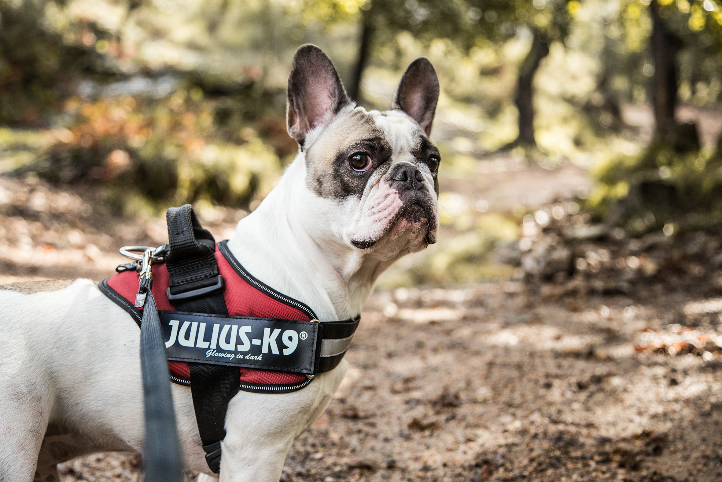 Harnais Julius K9® IDC-Power Bordeaux