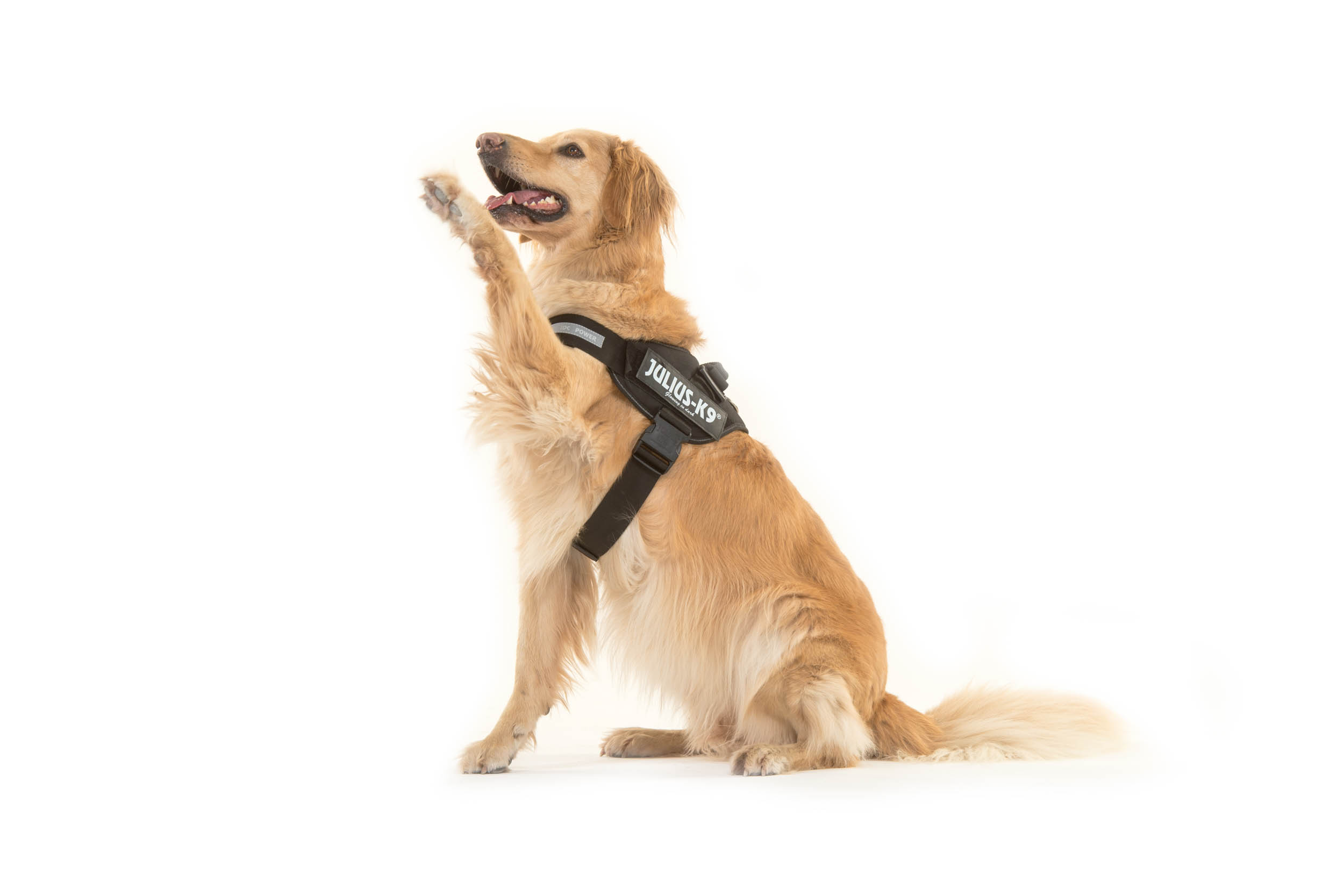 Harnais Julius K9® IDC-Power Black
