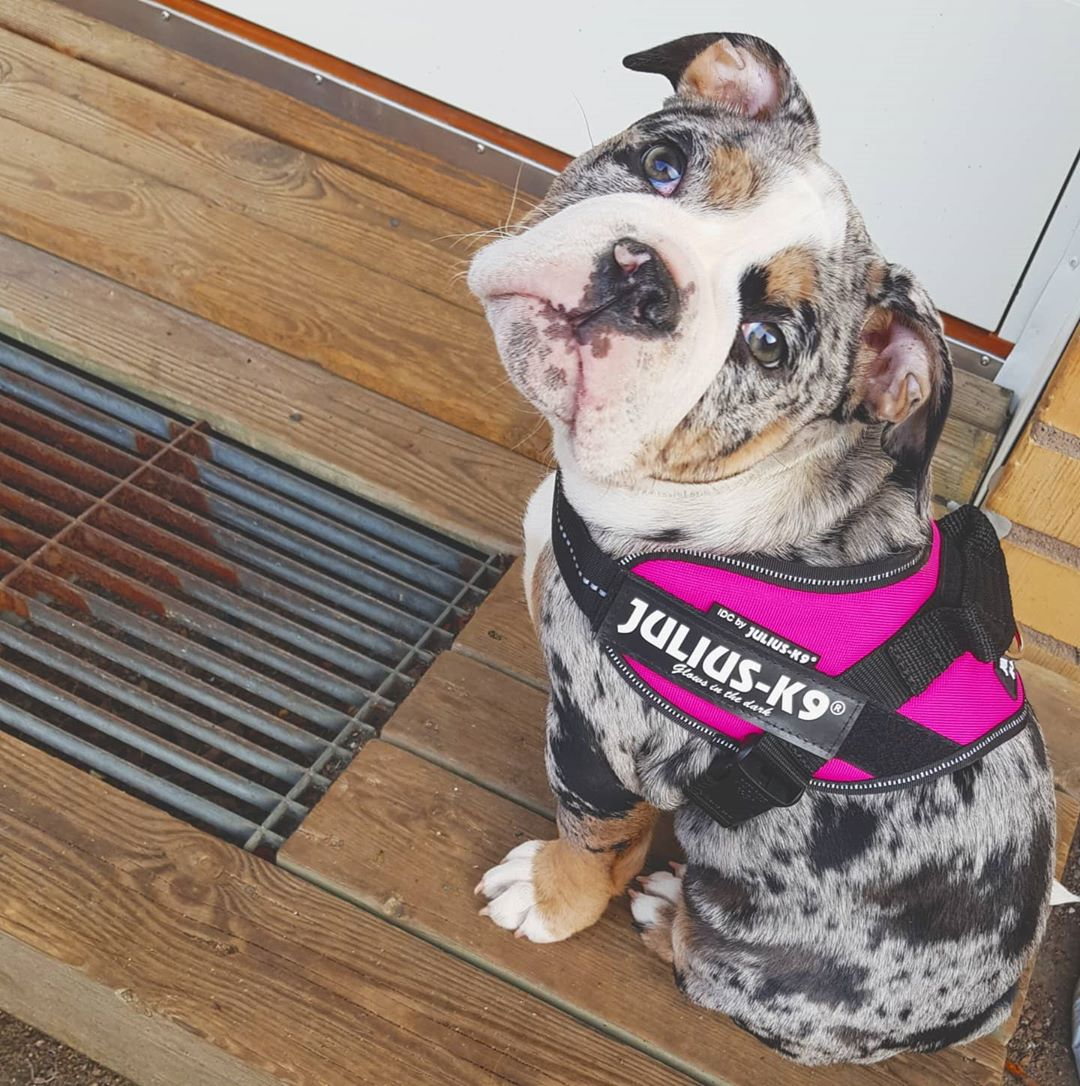 Harnais Julius K9® IDC-Power Dark Pink