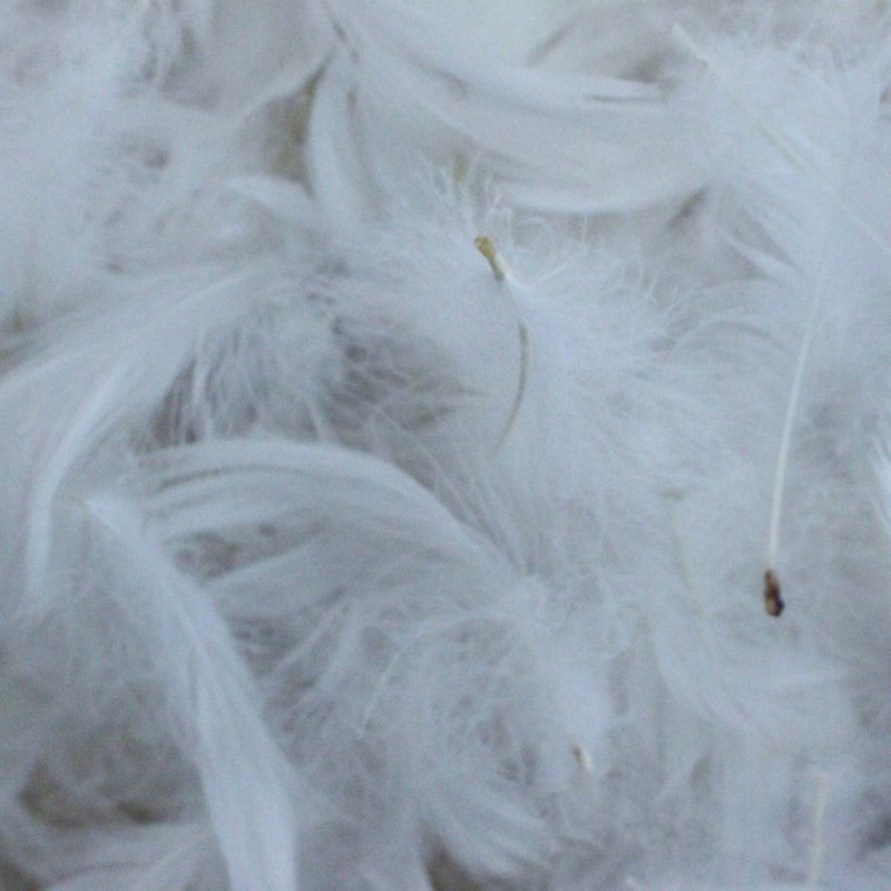Plumes d’oie blanches fines N°154 1kg