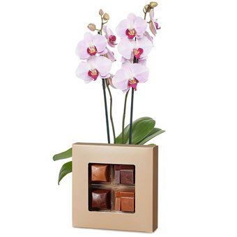 Orchidée rose chocolats