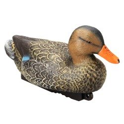 APPELANT COLVERT FEMELLE HAUTE DEFINITION STEPLAND