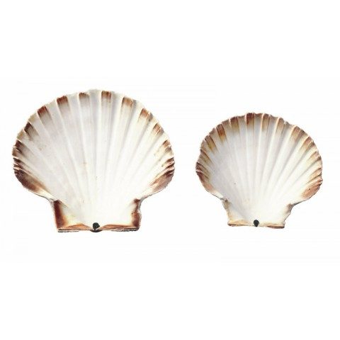 COQUILLE ST JACQUES NATURE 12-13 CM /250