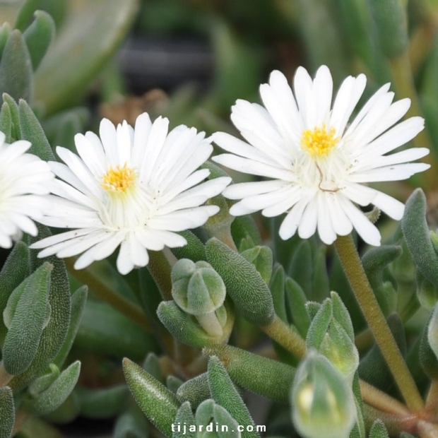 Delosperma Jewel of Desert