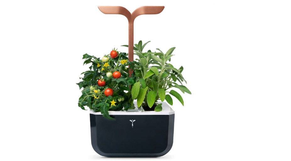Jardin d’intérieur Veritable Exky Smart Copper / 4 lingots / 1 livre