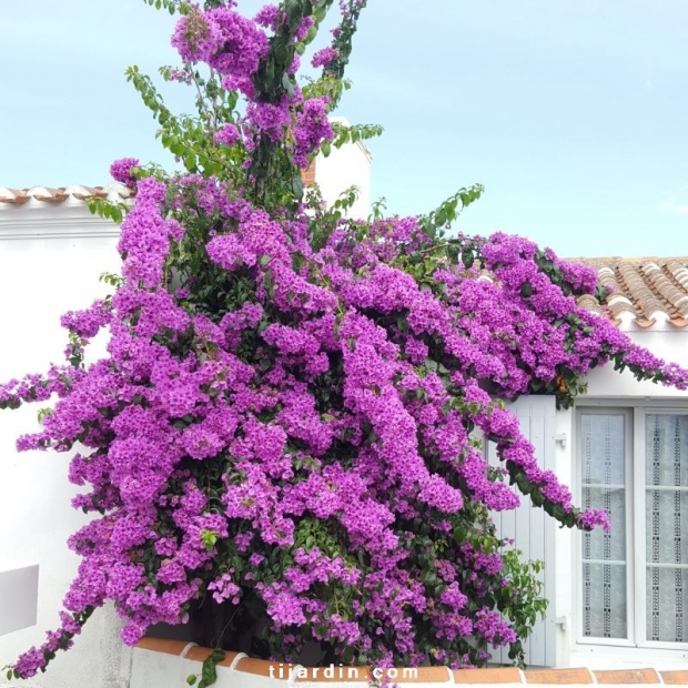 Bougainvillea specto-glabra ‘Violet de Mèze’