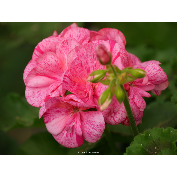 Géranium ‘Pelargonium’