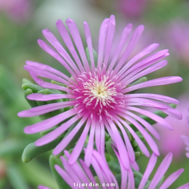 Delosperma cooperi