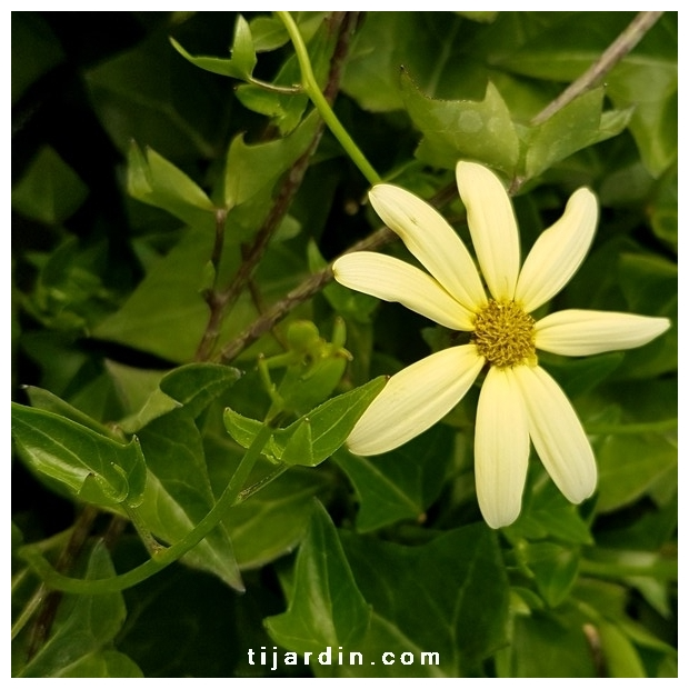 Senecio macroglossus Variegata – Seneçon-lierre