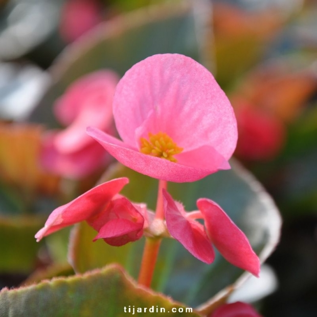 Begonia x ‘Big’ feuillage bronze