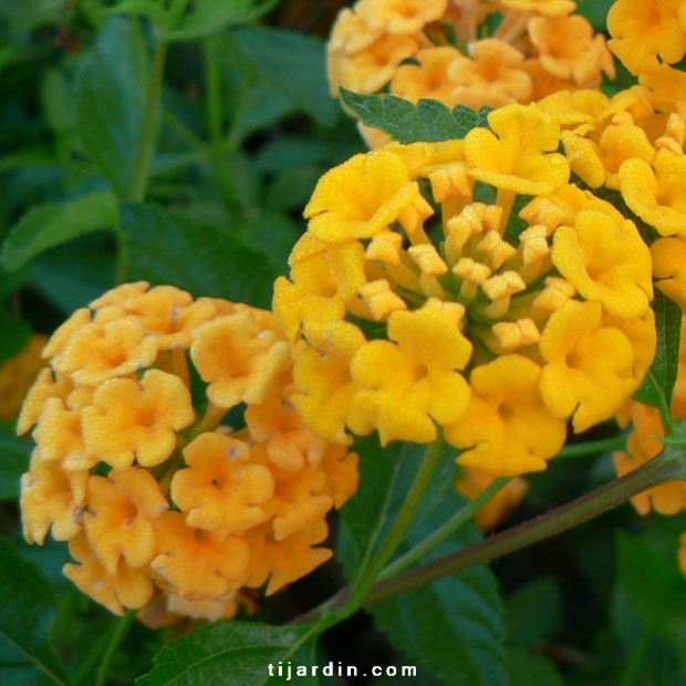 Lantana camara repens ‘Jaune Carpet’