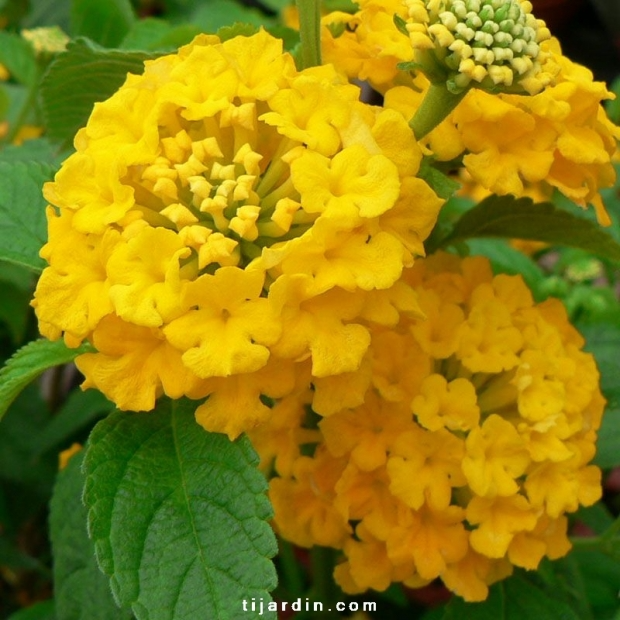 Lantana camara ‘Star Fruit’