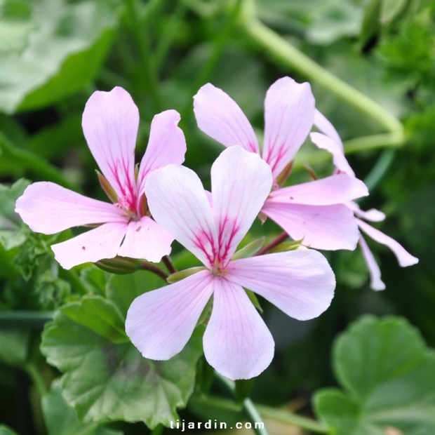 Geranium lierre ‘Roi du Balcon’