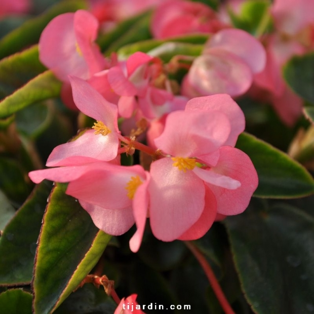 Begonia x ‘Big’ feuillage vert