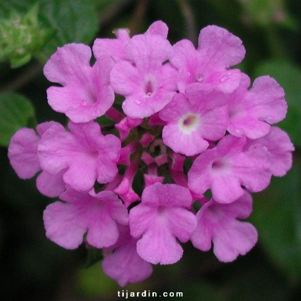 Lantana sellowiana ‘Violet’