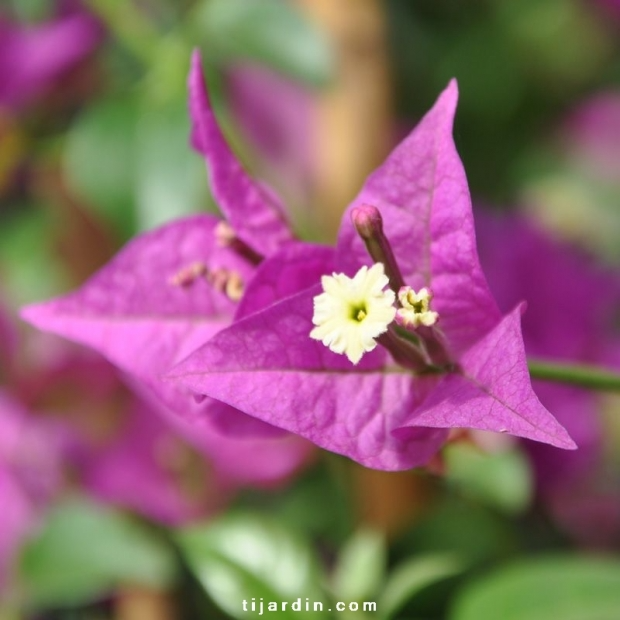 Bougainvillea ‘Sanderiana Alexandra’