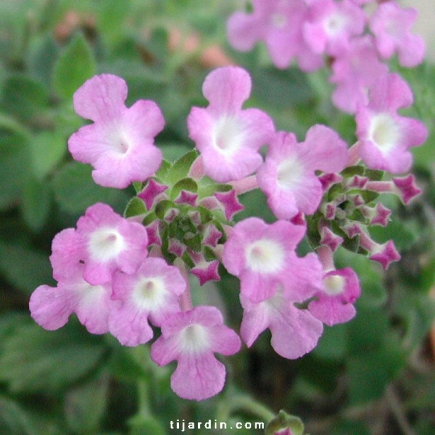 Lantana sellowiana ‘Lilas’