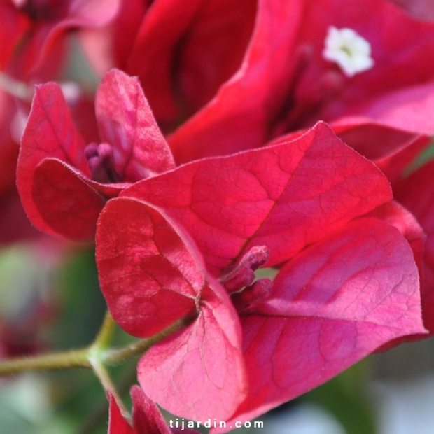 Bougainvillea ‘Rubiana’