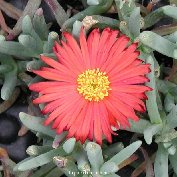 Malephora crocea ‘Rouge’