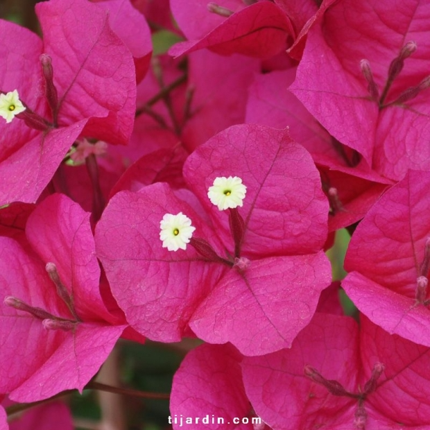 Bougainvillea ‘San Diego Grenat’