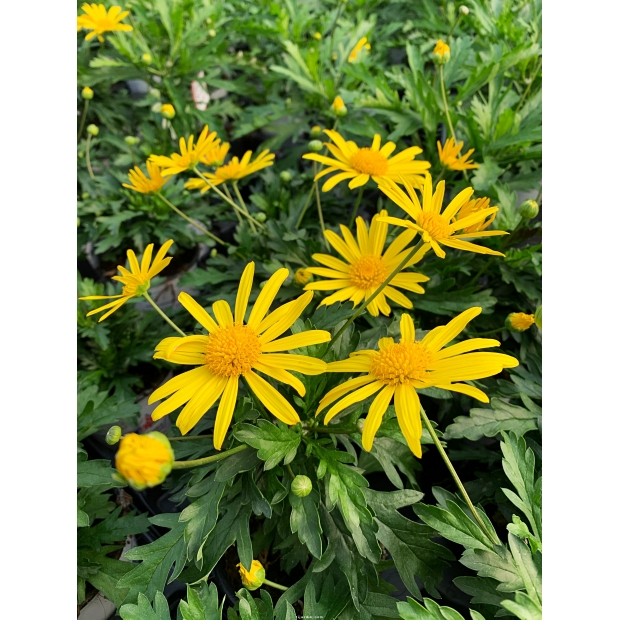 Euryops Chrysanthemoïdes