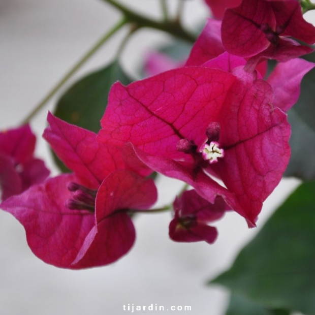 Bougainvillea ‘Corsaire’