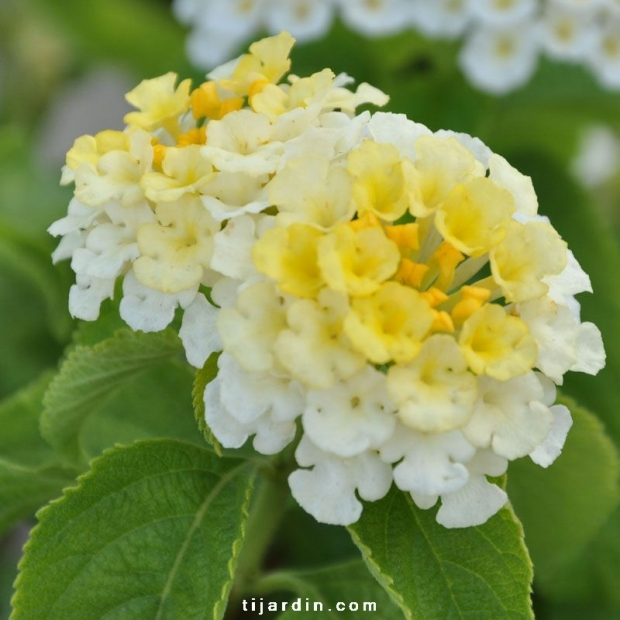 Lantana camara ‘Simon Lemon’