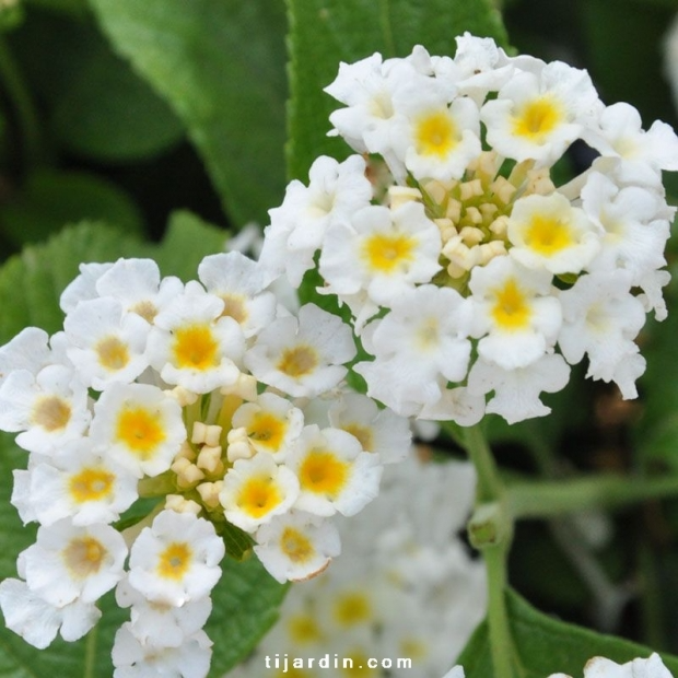 Lantana camara ‘Simon Weiss’