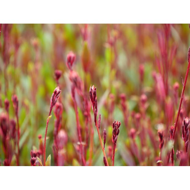 Gaura Lindheimeri