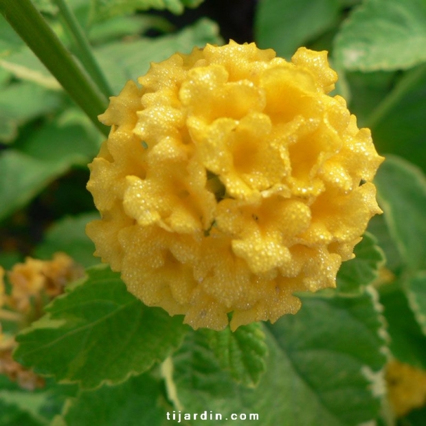 Lantana camara ‘Aloha’