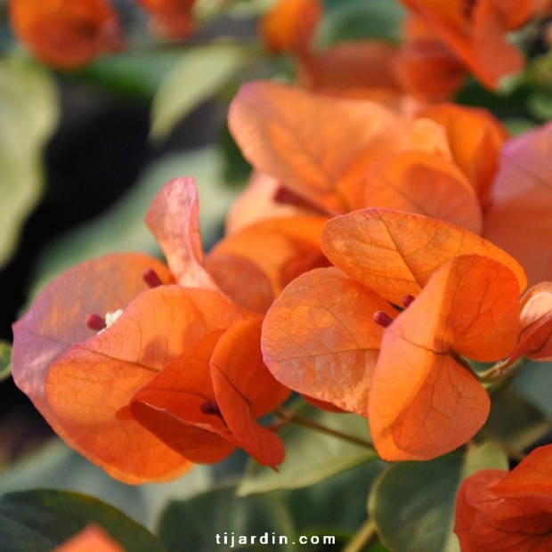 Bougainvillea ‘San Diego Orange’