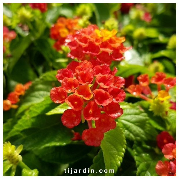 Lantana camara ‘Bandana Hot Red’