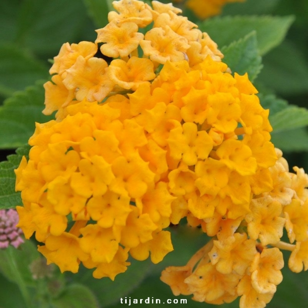 Lantana camara repens ‘Jaune d’Orient’