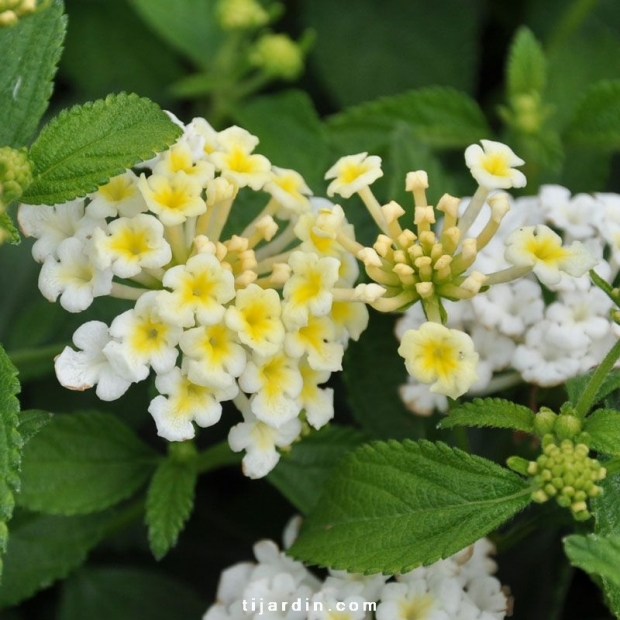 Lantana camara ‘Bandana White’