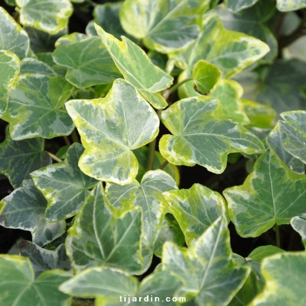 Hedera helix ‘Variegata’