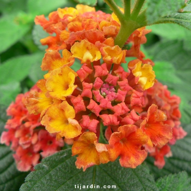 Lantana camara ‘Bandana Red’