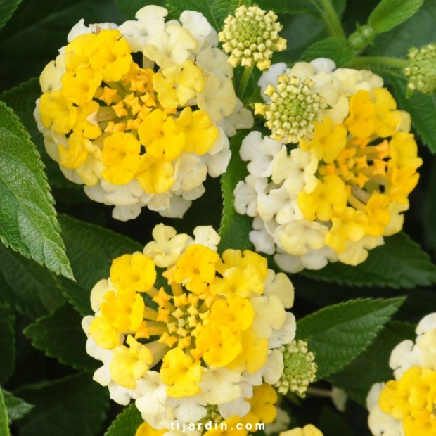 Lantana camara ‘Bandana Yellow’