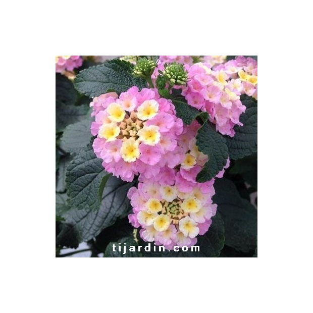 Lantana camara ‘Lucky Lavender’