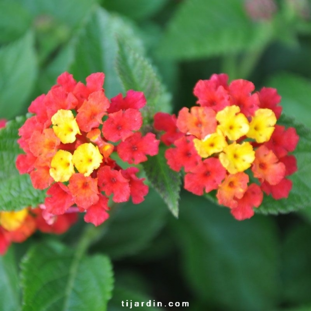 Lantana camara ‘Cerise du Cannebeth’