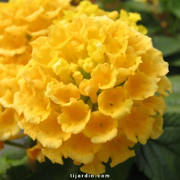 Lantana camara ‘Mine d’Or’