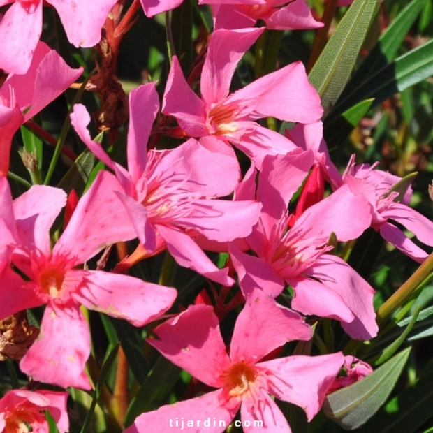 Nerium oleander ‘Soleil levant’