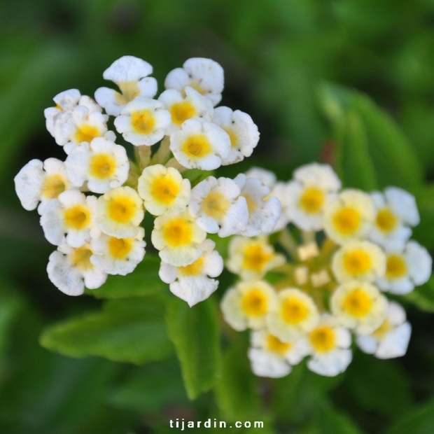 Lantana camara repens ‘Ice Cream’