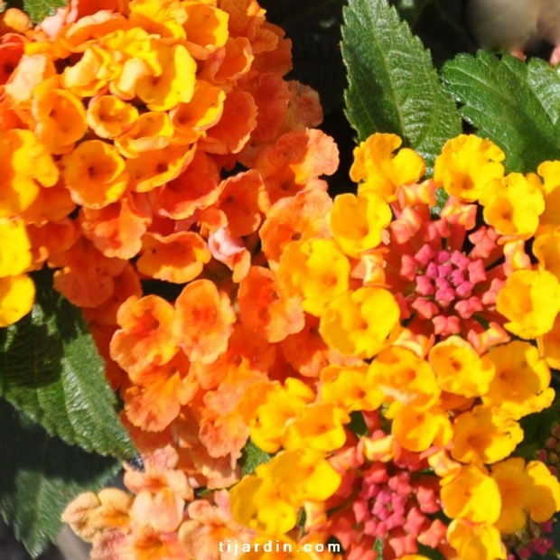 Lantana camara ‘Bandana Sunrise Orange’