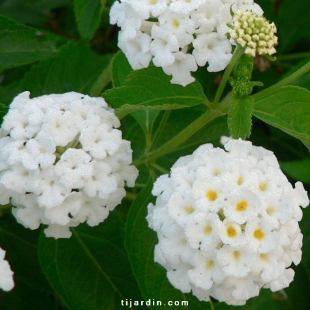 Lantana camara ‘Avalanche’