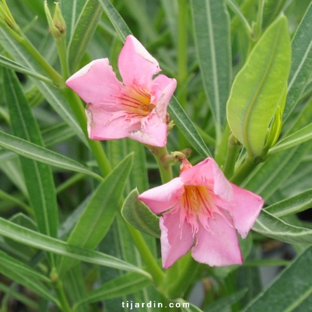 Nerium oleander ‘Nana Rosso’