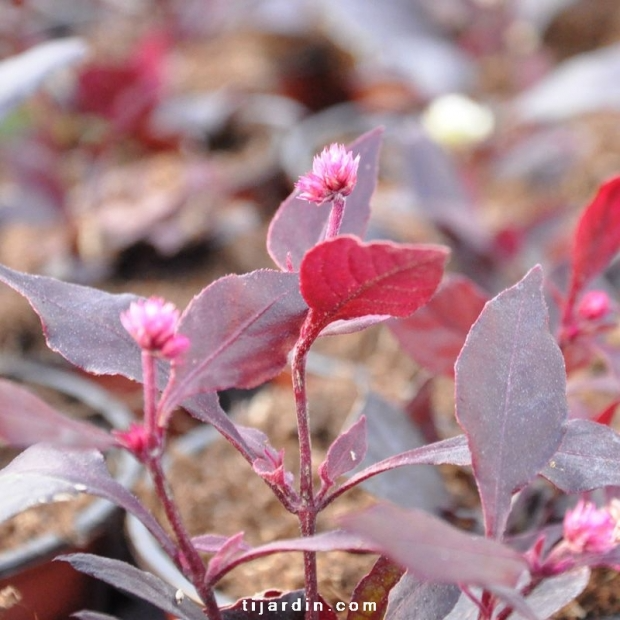 Alternanthera ‘Purple Knight’