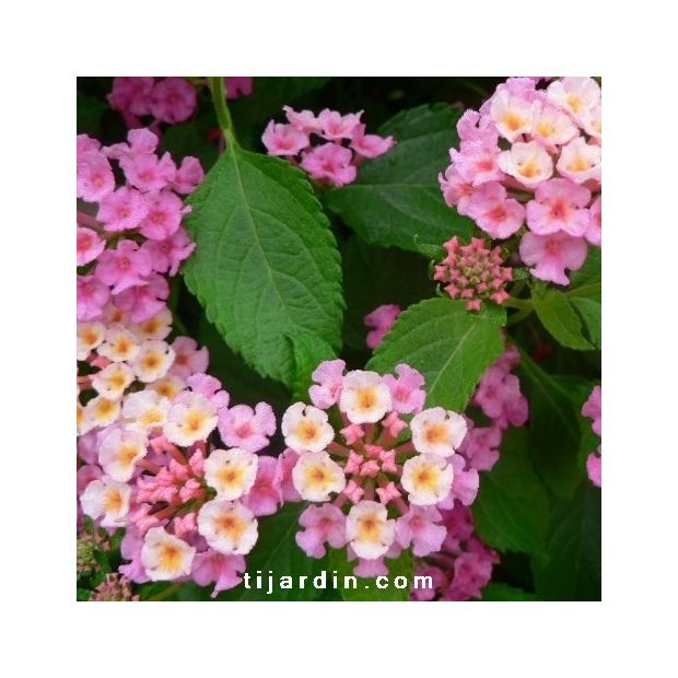 Lantana camara ‘Bandana Rose’