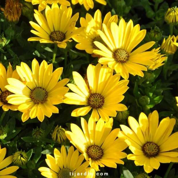 Osteospermum compact