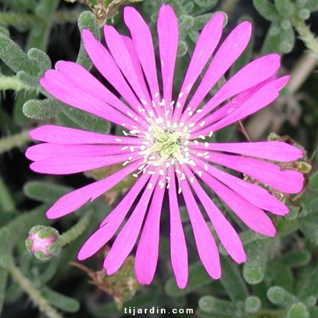 Drosanthemum hispidum violet