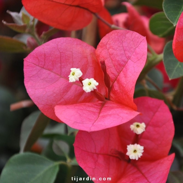 Bougainvillea ‘San Diego Rouge’